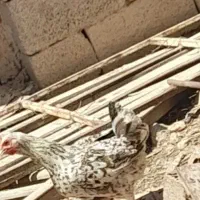 مرغ و تتک