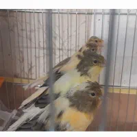 قناری ابلق