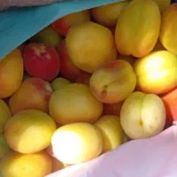 فروش زردالو