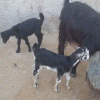 بز کهره دار دوقلو