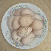تخم بوقلمون نطفه دار