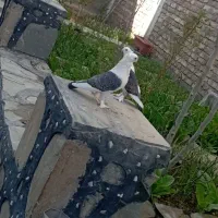 کبوتر|پرنده|سراوان, |دیوار