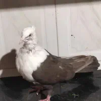 کله سفیدو سینه ای