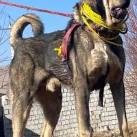 سگ پژدر و توله