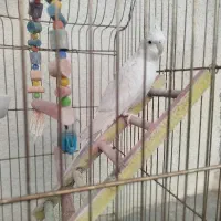 عروس هلندی
