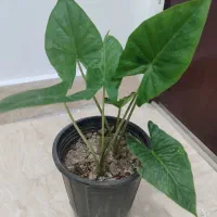 گل طبیعی بابا آدم