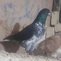 کبوتر ساعتی