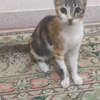 واگذاری گربه