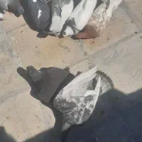 کفتر
