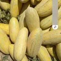 خربزه مشهدی