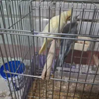 عروس هلندی