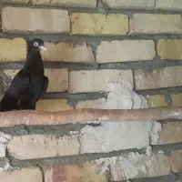 یه جفت جوجه زاغ ابادانی