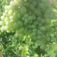 آبغوره