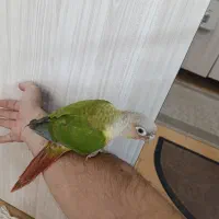گرینچیک 3ماه