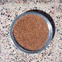 گندم آفتاب