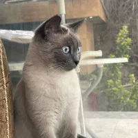 گربه گمشده