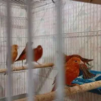 قناری سرخ اتشی و شتری