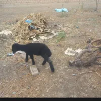بره گمشده