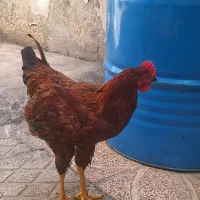 خروس