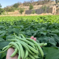حراج لوبیا سبز برداشت روز