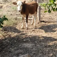 توافقی