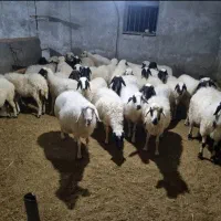 اجاره دامداری جهت پروار بره وگوسفندوپرورش بز