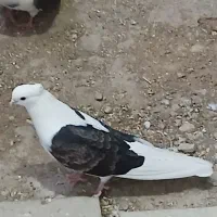 کبوتر دوکت جوجه