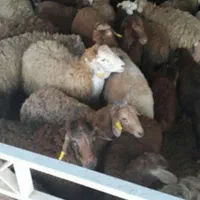 گوسفند زنده تحت نظارت شهرداری و کشتارگاه کرج