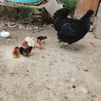مرغ و جوجه