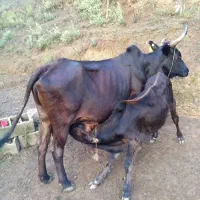 1عدد گاوباگوساله نر بفروش میرسد
