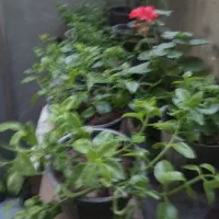 تعدادی گلدان