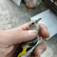 دو تا سهره نر استان فارسی