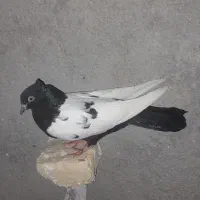 سینه سیاه آلمانی پلاکی