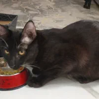 گربه dsh|گربه|تهران, نازی‌آباد|دیوار