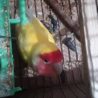 کوار.نر.ماده