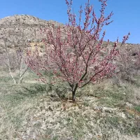 ملک