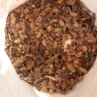باقالی علوفه دامی