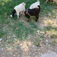 سلام ۳ بیگ یه میش