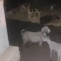 بز دورگ سانا