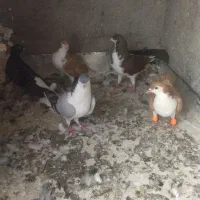 کبوتر