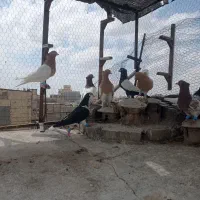 کبوتر رنگی پرشی