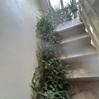 گل و گیاه