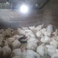 مرغ گوشتی سبز ارگانیک