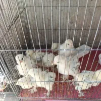 جوجه برهما