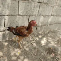مرغ اصیل