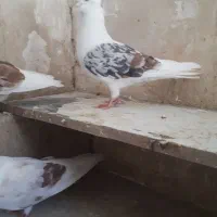 نرپلنگ مست مست