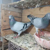 کفتر آلمانی مسافتی