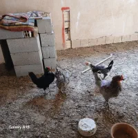 مرغ وجوجه