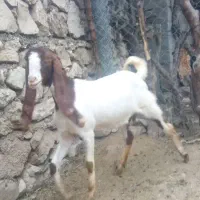فروش بز نژدی  پاکستانی