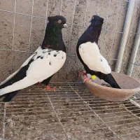 کبوترسینه مشگی کله الماسی